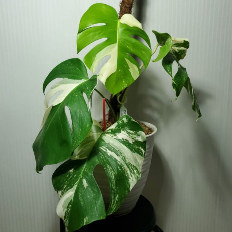 Tanaman monstera Varigata marble