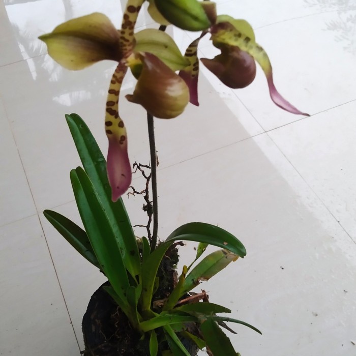 

Best seller Realpic ya paphiopedilum lowiis