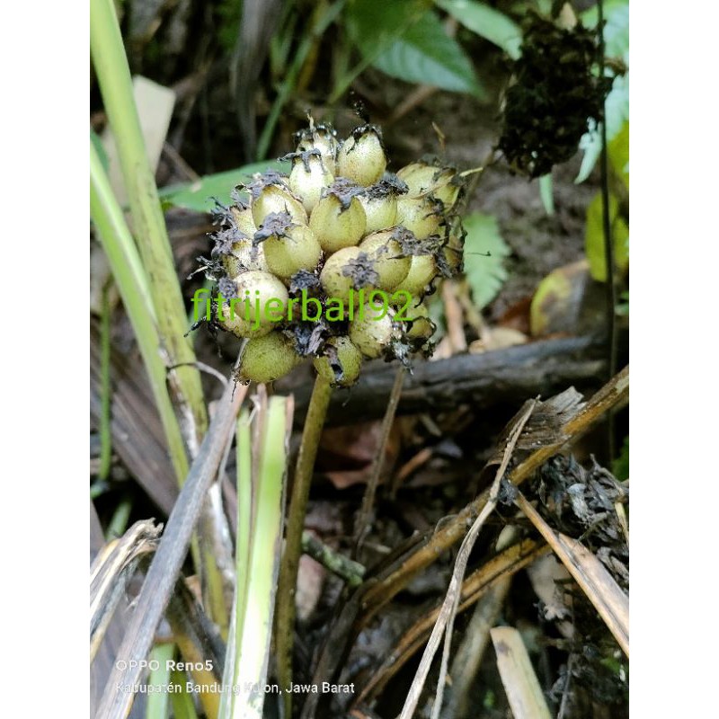 

buah congkok segar 250 gram