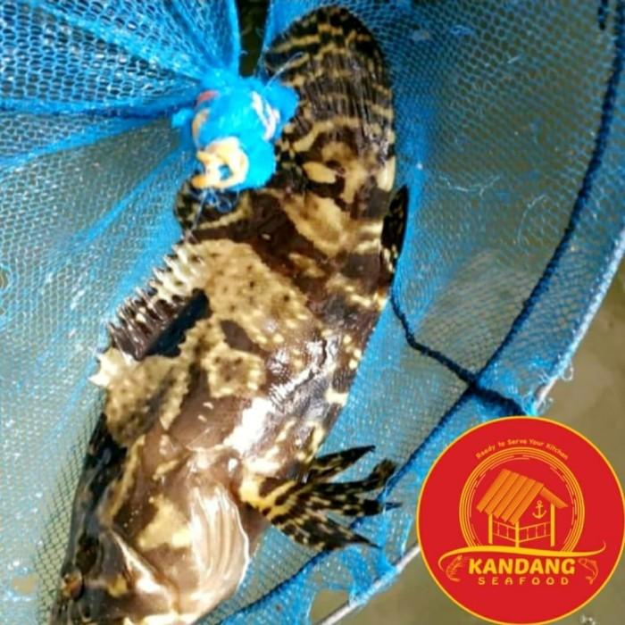 

Fisho | Ikan Kerapu Bunga Macan Hidup Live Seafood Uk 5-6Ons Per Ekor. Ready stock