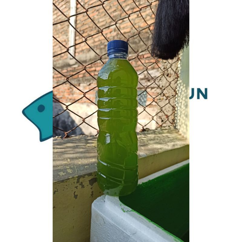 chlorella / green water / air hijau kultur kutu air