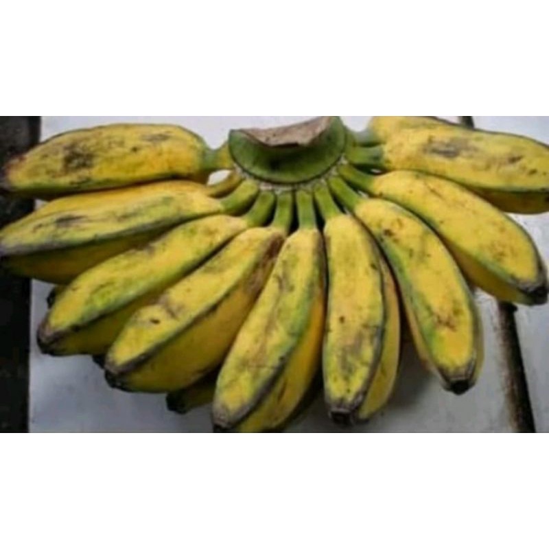 

PISANG KEPOK 1 SISIR - FC PALEMBANG