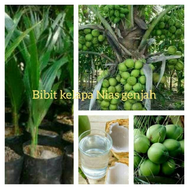 Bibit pohon kelapa nias genjah