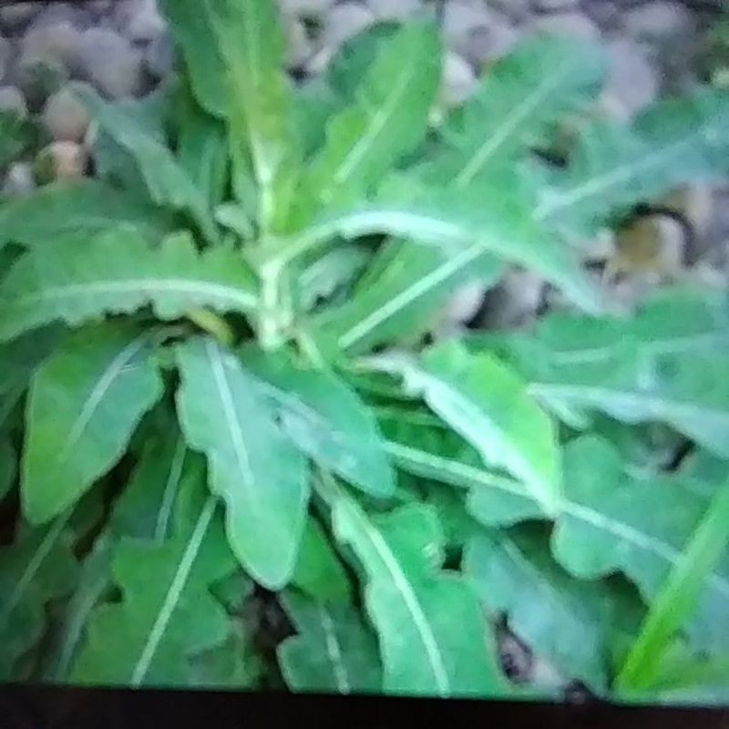 

daun tempuyang