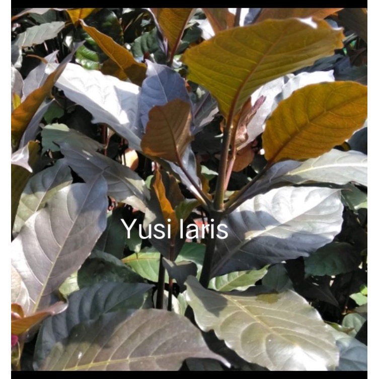 daun ungu daun handeleum obat ambeien