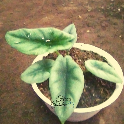 alocasia reversa rawatan tanaman hias caladium keladi hias kalimantan reversa dragon scale bagindas
