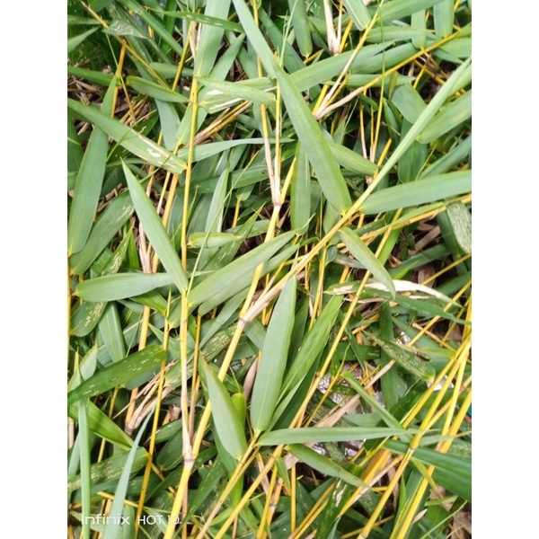 Daun bambu kuning per 300 gr