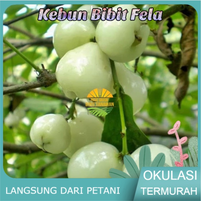 Bibit jambu air camplong madura