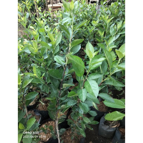 bibit tanaman buah apel fuji hasil cangkok-2