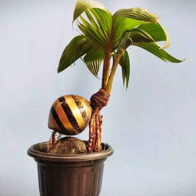 Bahan Bonsai Kelapa Minion Size 3 4 Murah Sudah Tumbuh Tunas Shopee Indonesia