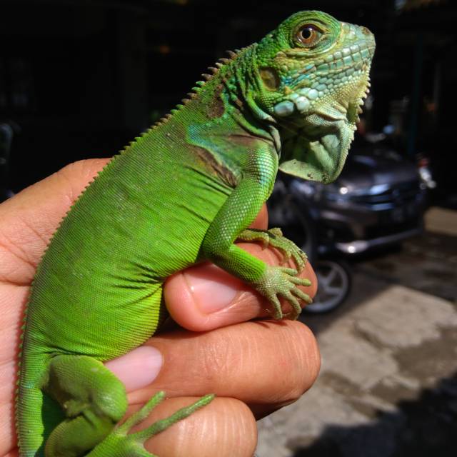 Green Iguana Colomb B2.1