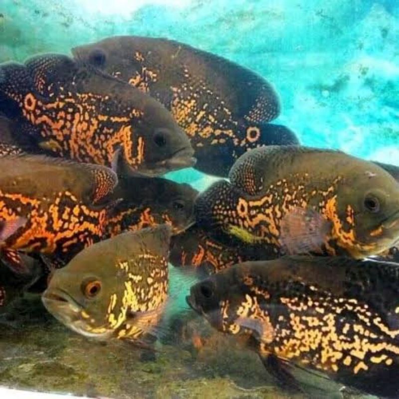 ikan oscar batik