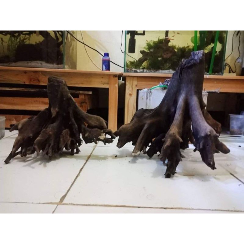 bonggol kayu bakau aquascape hardsacpe aquarium