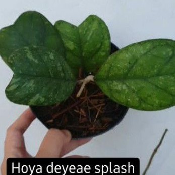 Hoya Deykeae Splash