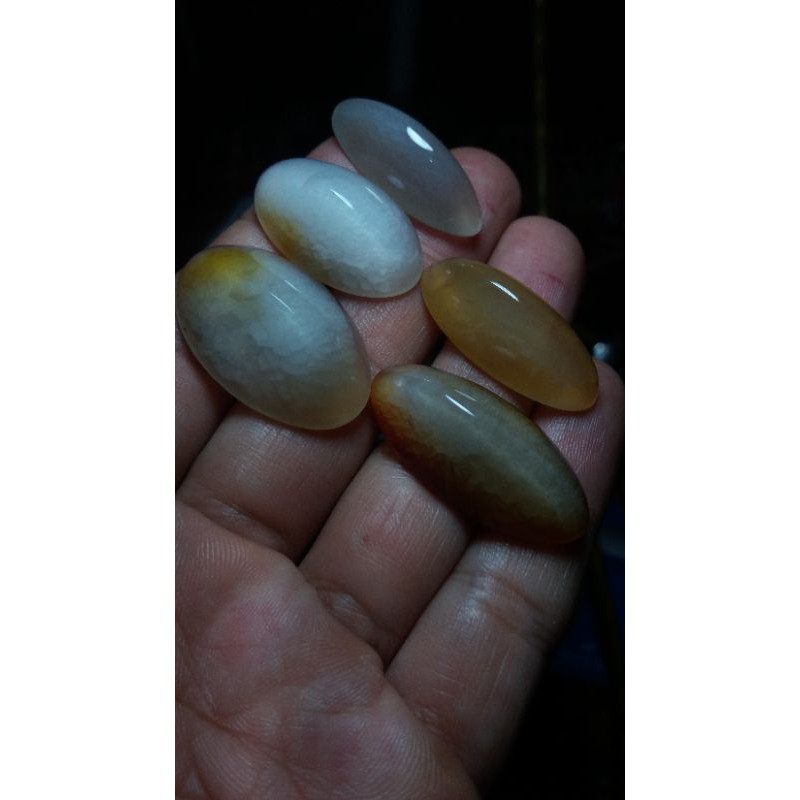 pandan kapas semu lumut