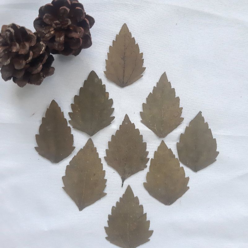 8-12 helai) Daun Kering Dried Fern Leaf Properti Foto Bahan Mahar Seserahan Dekorasi Daun kering rus