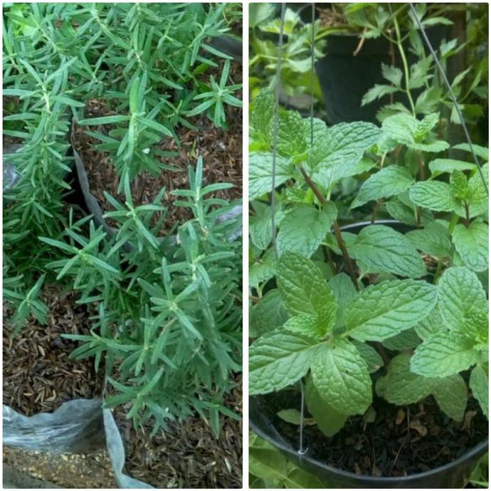 

paket Rosemary dan mint
