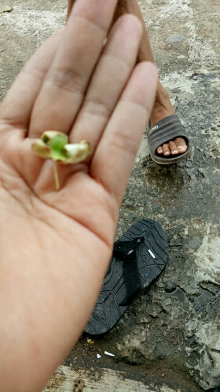 Bibit Jambu Kristal Udah Berbunga