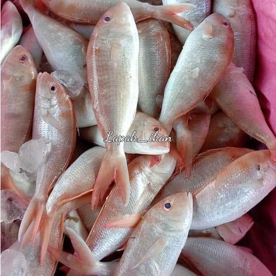 

Ikan Kurisi Segar 1~Kilogram