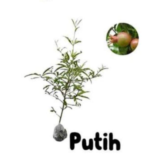delima putih