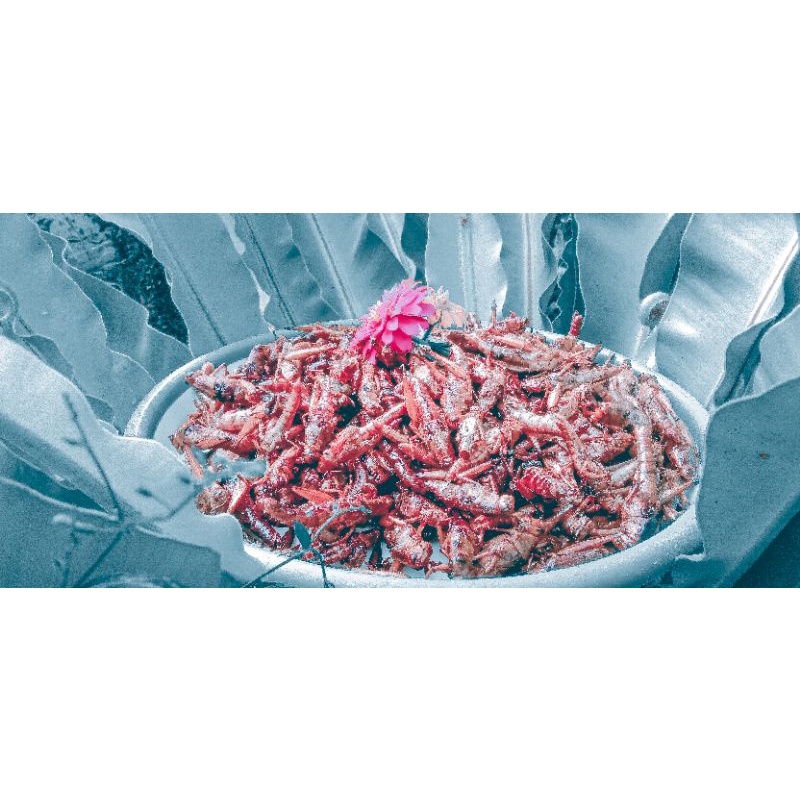

BELALANG GORENG BESAR PREMIUM TERBARU 400gr