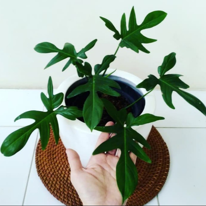 Tanaman Hias Philodendron Florida Beauty - Philo Florida