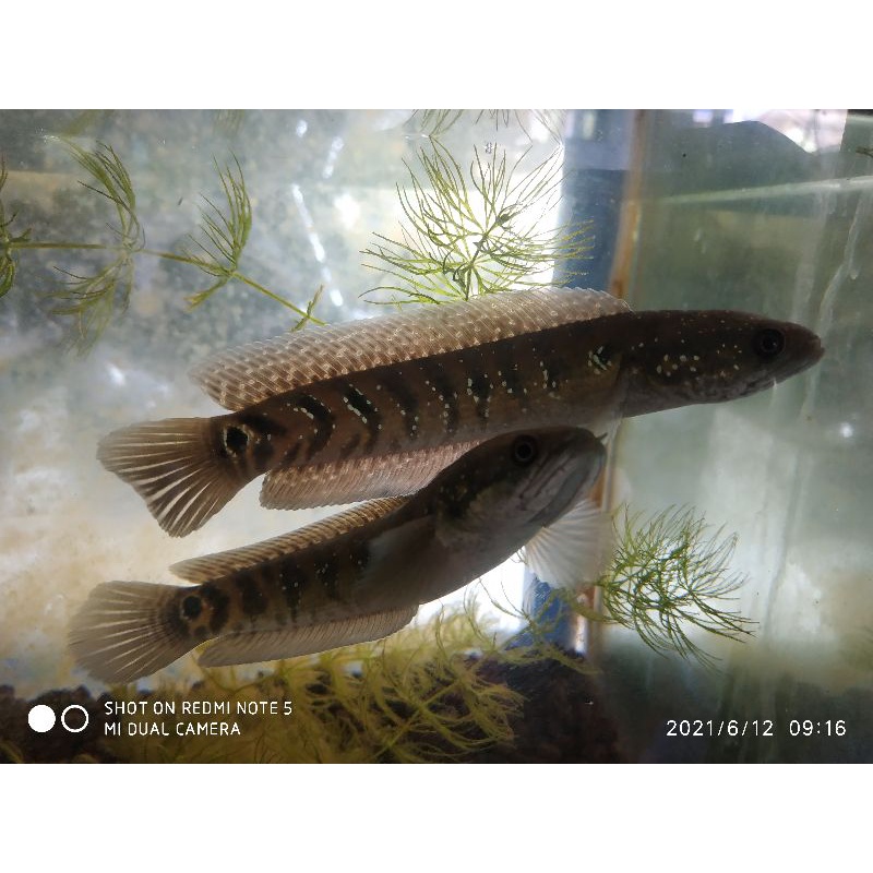 channa asiatica RSWS size 12,13 dan 14cm