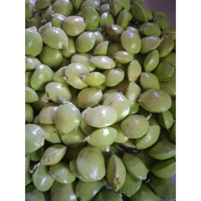

100 gram jengkol muda lalap jepara garing renyah
