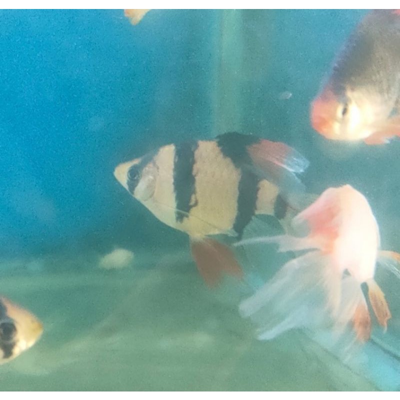Ikan Hias Sumatra Slayer Kumpay