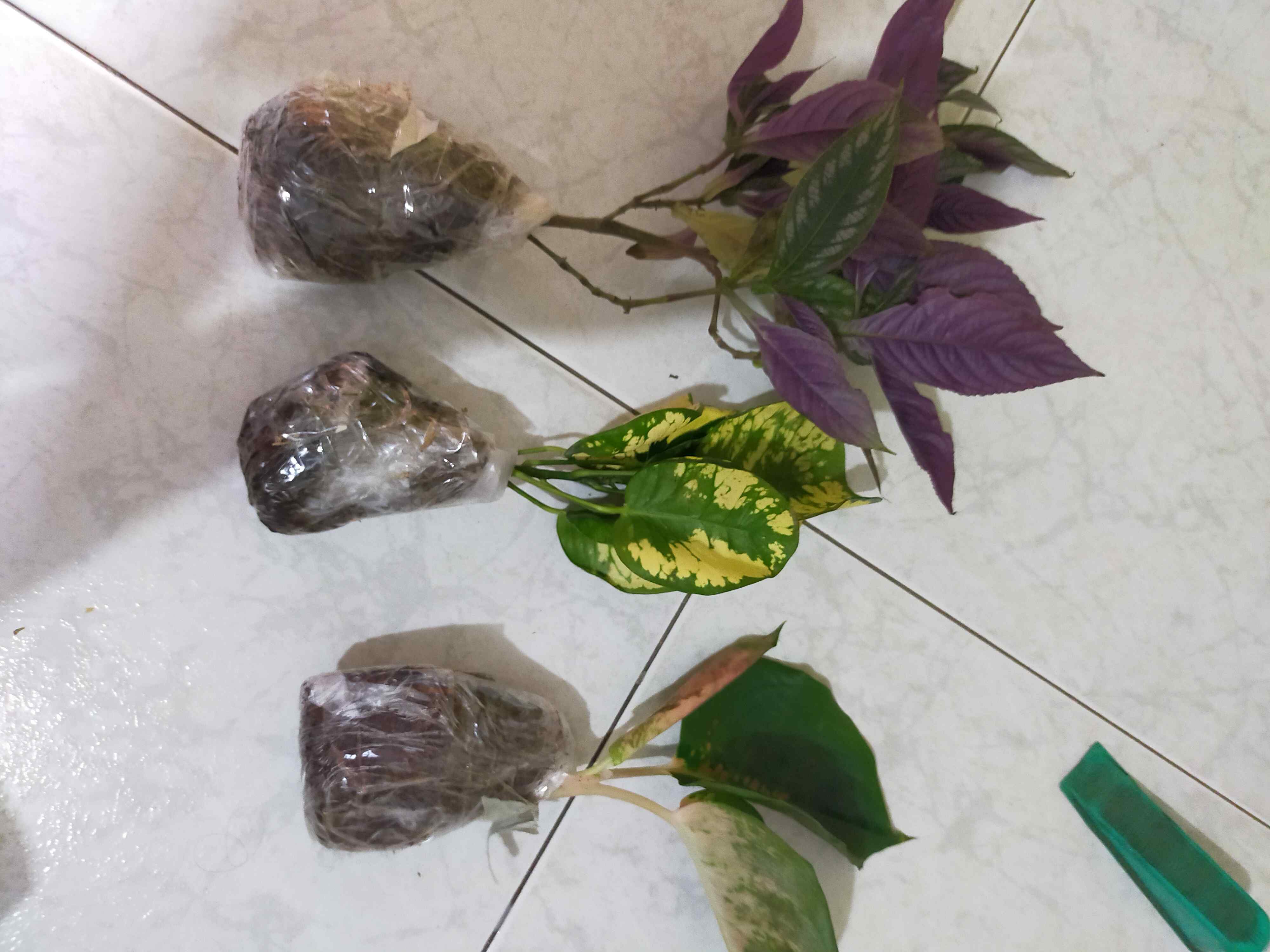 Parisian Shield Murah Promo !!!! Buruan !!!!