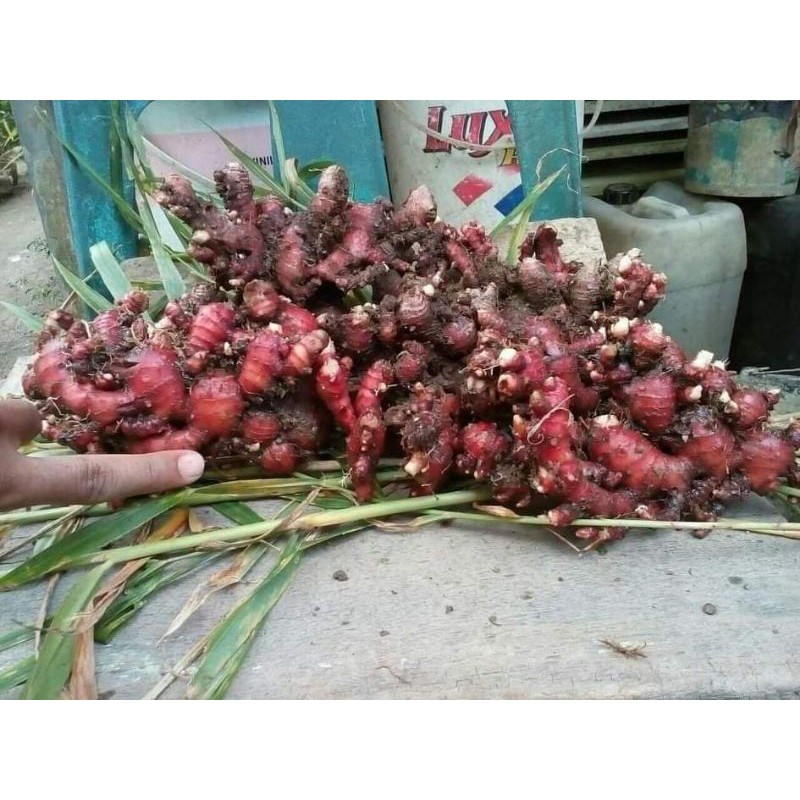 

Jahe merah fresh