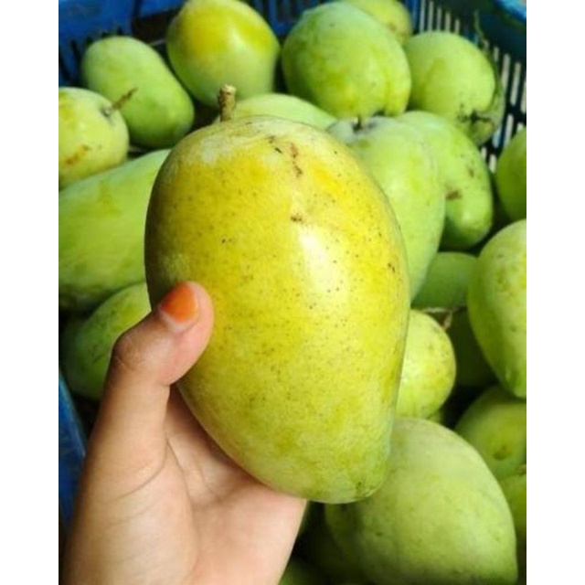 

mangga indramayu segar 1kg