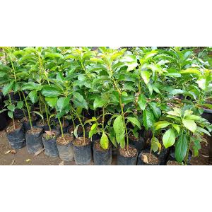 Bibit Alpukat Kendil Jumbo