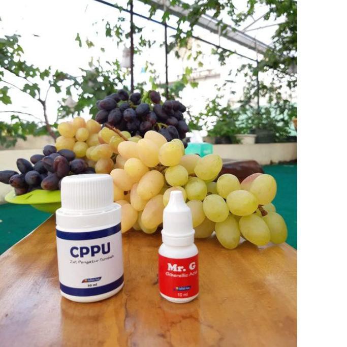 >Promo CPPU Zat Pengatur Tumbuh (buah anggur) ,,,