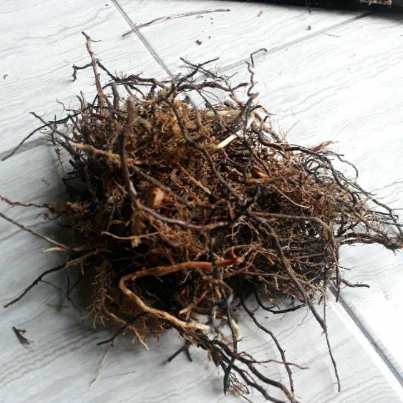 

Akar Tebu Merah Fres