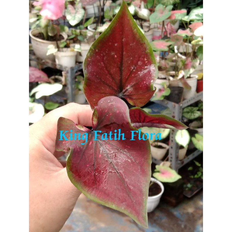 Size Anakan Caladium Chocolatos (Tanpa Pot)