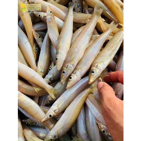 Ikan Rejung Kaca Piring Ikan Rejung Fresh 1Kg