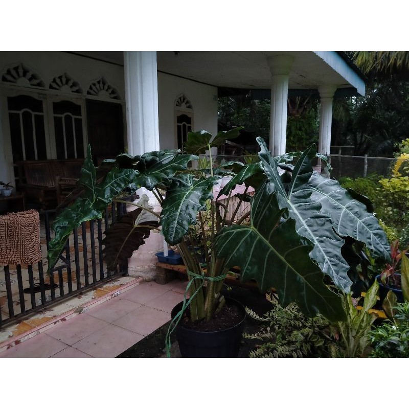 Alocasia- Amazonica. Keladi Amazon Berukuran Jumbo