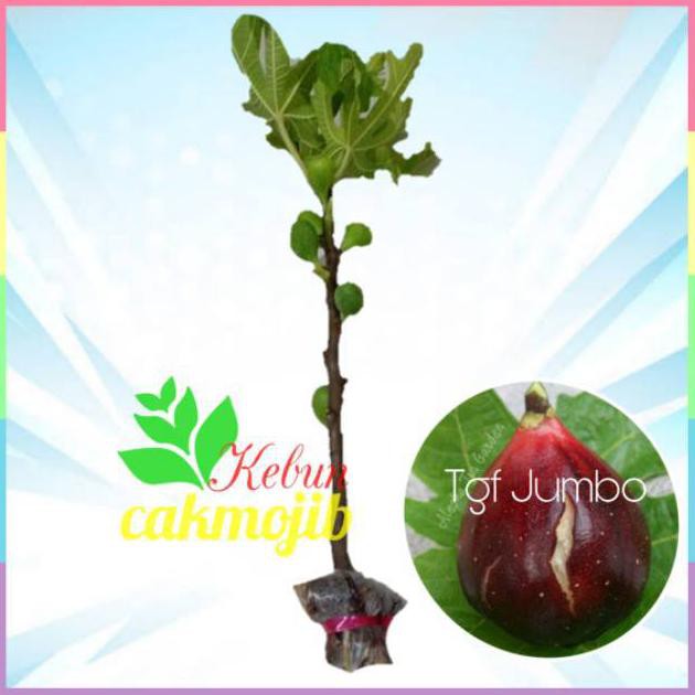 -_- JUAL BIBIT POHON TIN JENIS TGF JUMBO BUAH MERAH