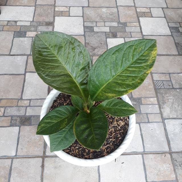 Jemani Varigata Eka 5