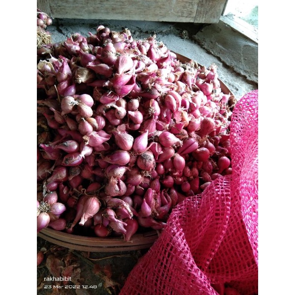 

Bawang Merah Bagor Nganjuk Asli