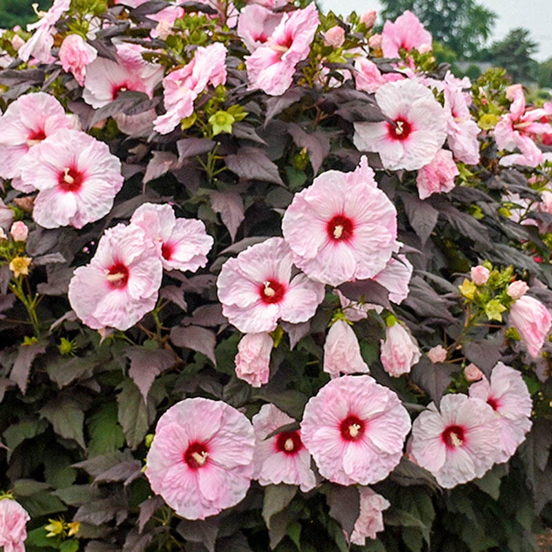 Benih HIBISCUS INK Biji Bibit Bunga Kembang Sepatu