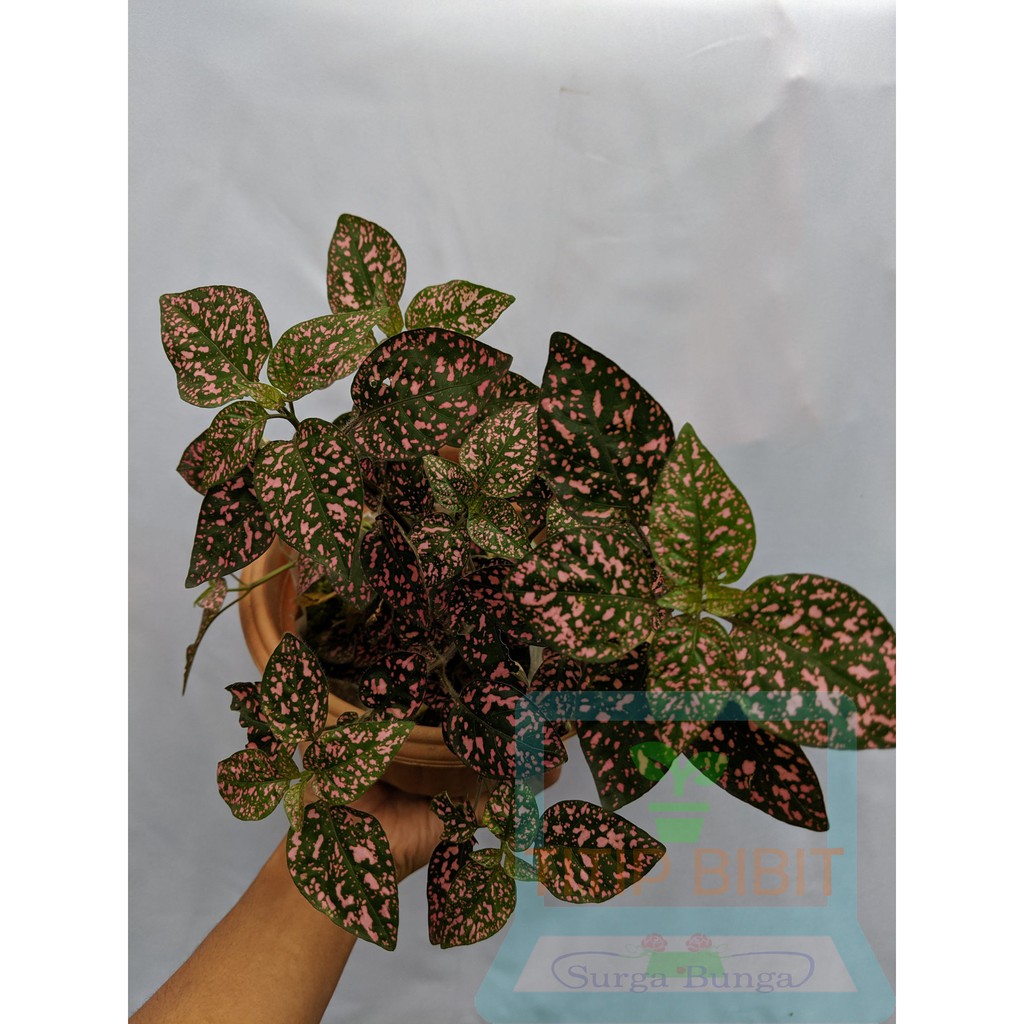 hipotes-hypoestes pink bibit tanaman hias daun