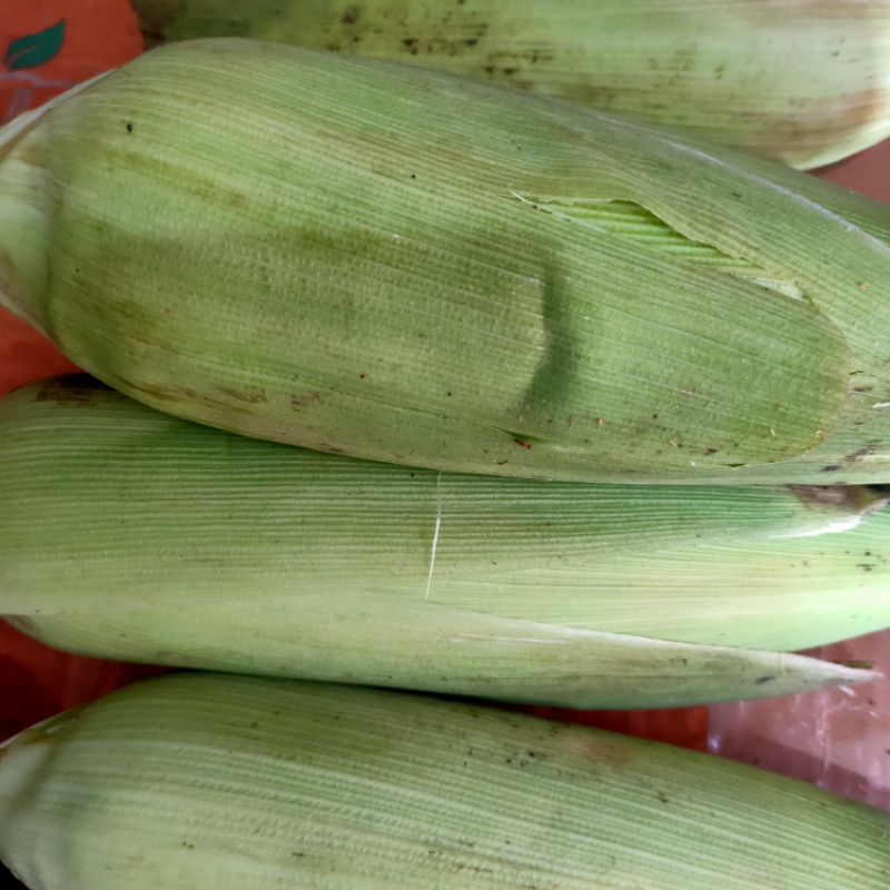

Jagung manis