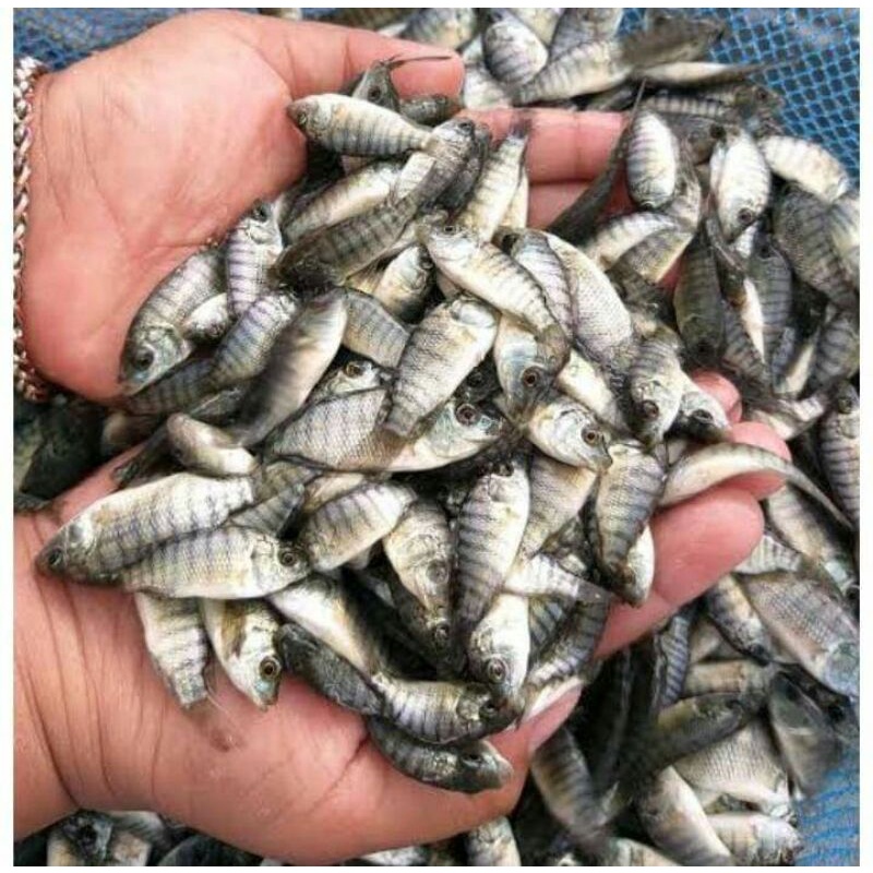 bibit nila kekar rayakan