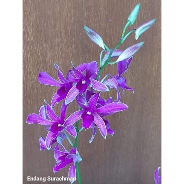 Dendrobium dadaptulis (lasianthera x enobi)