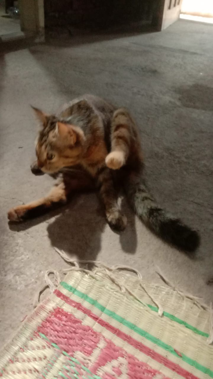 Rc Handuk Mandi  Hotel Mutia Jumbo 70x135 Warna Lengkap