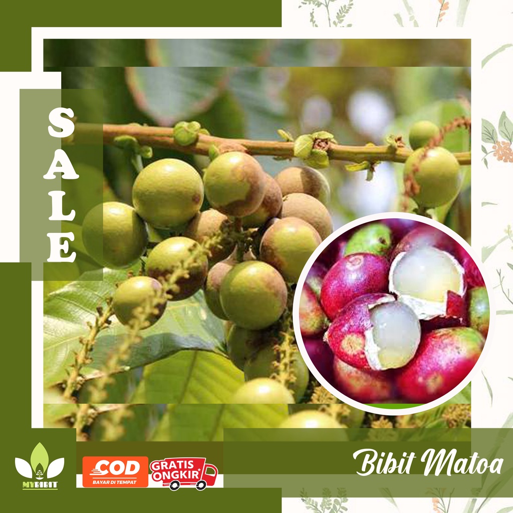 BIBIT BUAH MATOA PAPUA