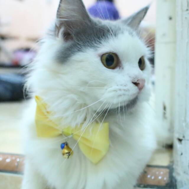 Dasi kucing kuning imut / aksesoris keren untuk kucing kamu / baju kucing tangerang