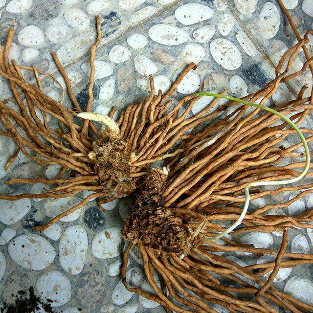 

Ready stock Bibit akar | bongol asparagus